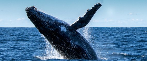 Breaching Humpback Whale (Megaptera novaeangliae)